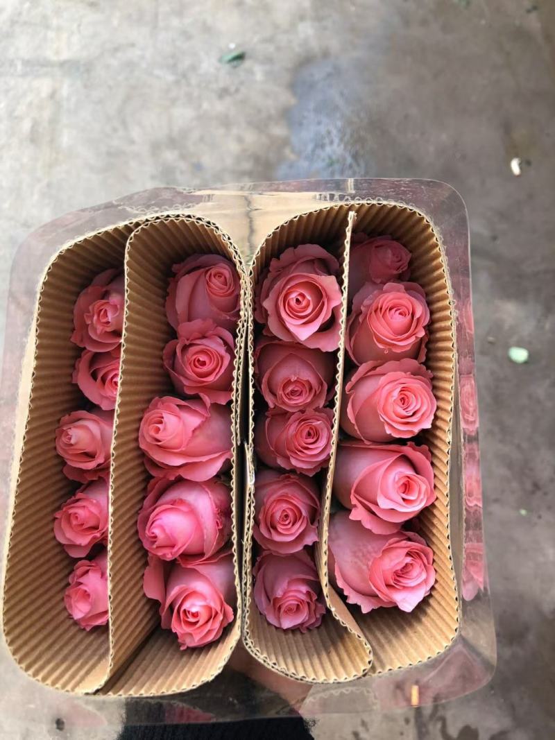 粉玫瑰戴安娜玫瑰鲜切花批发云南昆明斗南花市代拍代卖直发