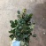 粉玫瑰戴安娜玫瑰鲜切花批发云南昆明斗南花市代拍代卖直发