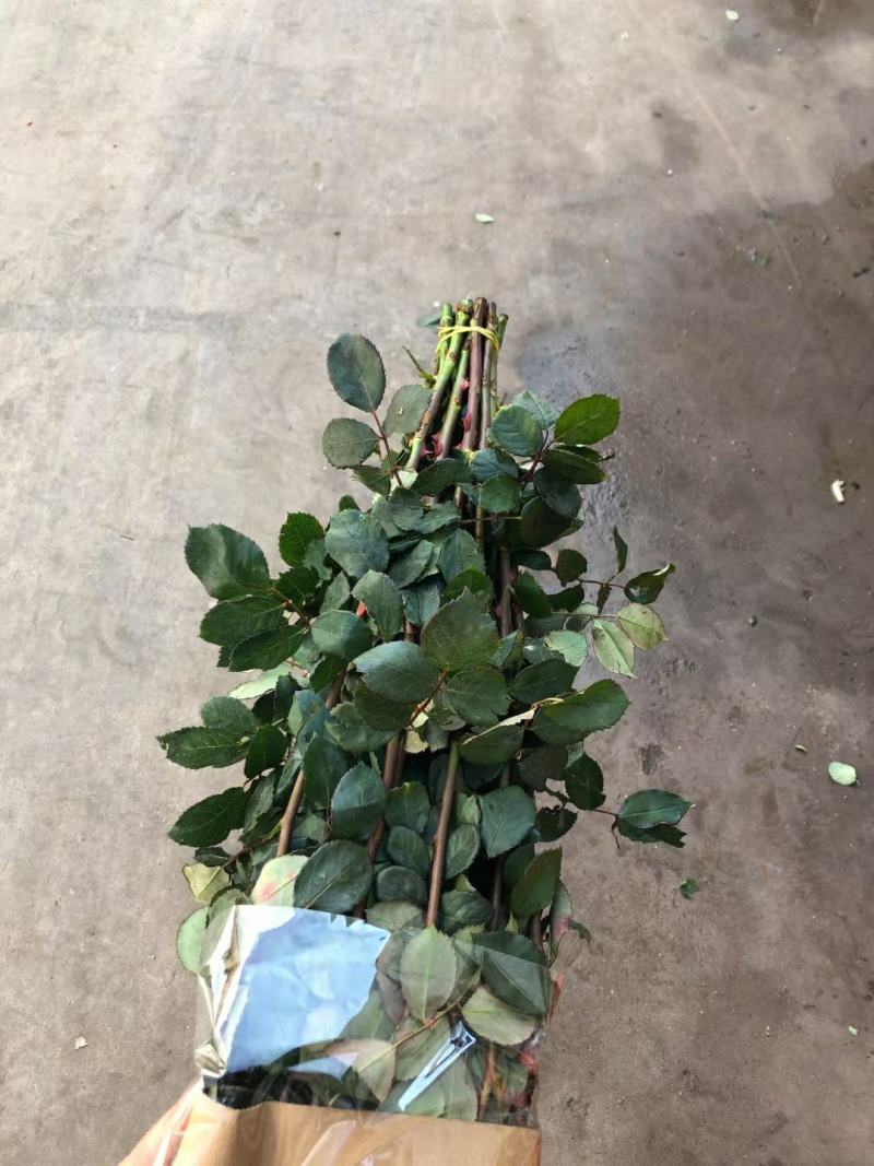 粉玫瑰戴安娜玫瑰鲜切花批发云南昆明斗南花市代拍代卖直发