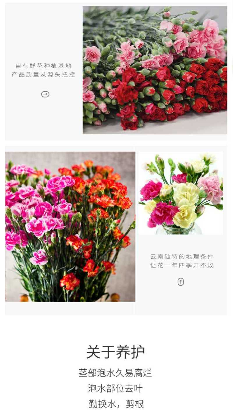 多头康乃馨鲜切花批发云南基地直发颜色齐全代拍代买家庭插花