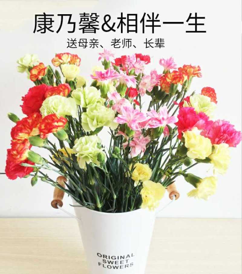 多头康乃馨鲜切花批发云南基地直发颜色齐全代拍代买家庭插花