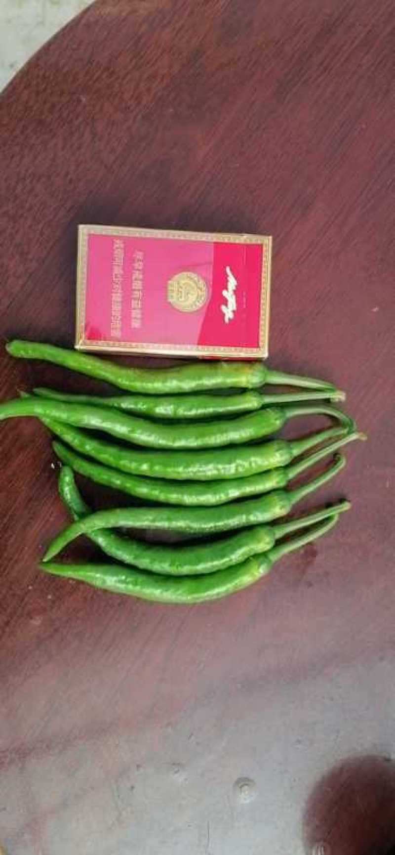 杭椒济宁金乡杭椒金乡小椒大量供应腌制杭椒精品中椒