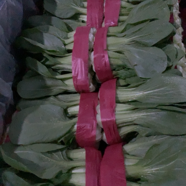 精品油菜上市，货源充足，超市专供，发往各大地区，各大市场