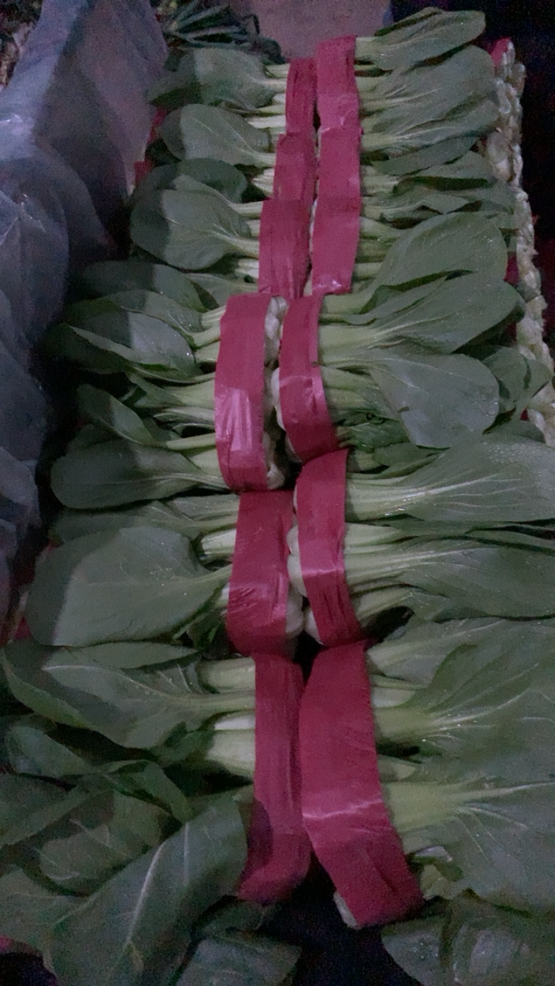 精品油菜上市，货源充足，超市专供，发往各大地区，各大市场