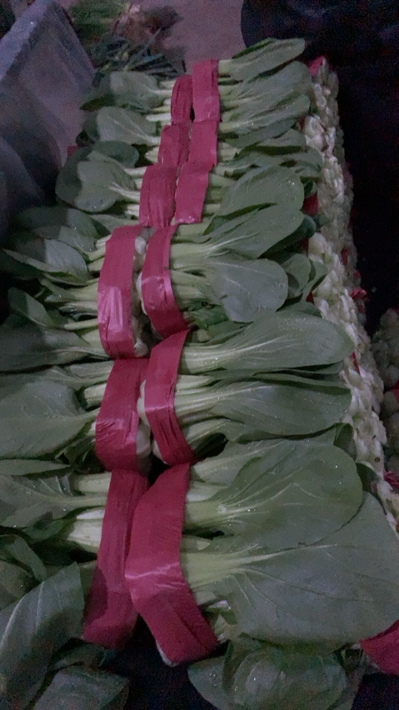 精品油菜上市，货源充足，超市专供，发往各大地区，各大市场