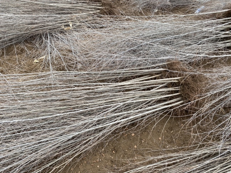 白榆小苗0.3-1.0公分粗，价格优惠，成活率高基地直供
