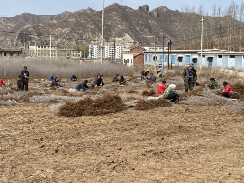 白榆小苗0.3-1.0公分粗，价格优惠，成活率高基地直供