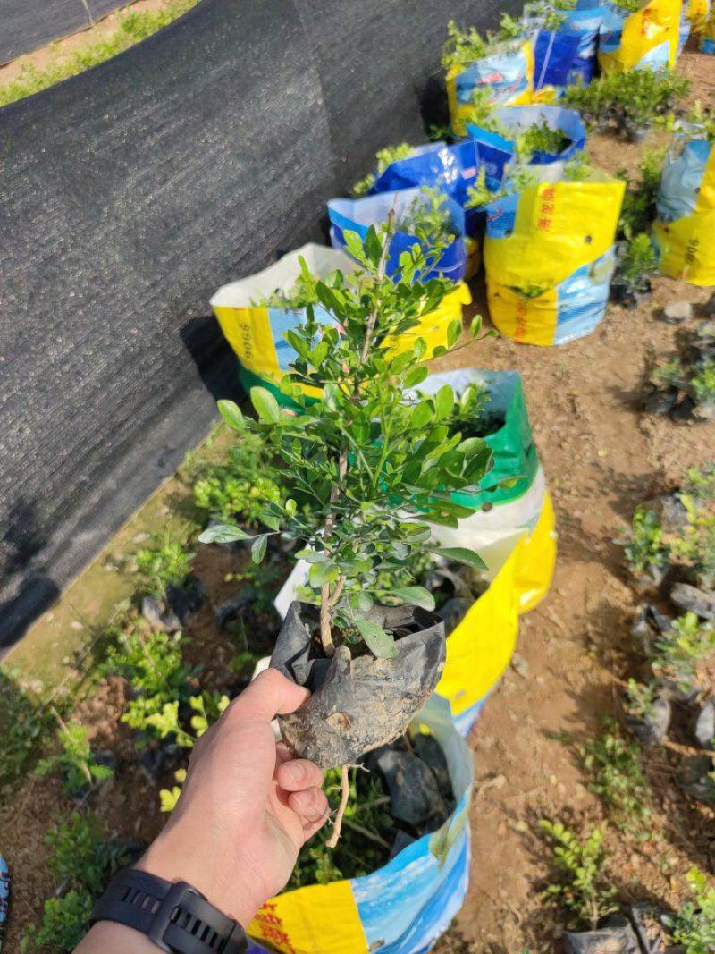 【七里香】各种规格福建漳州基地直发欢迎合作洽谈