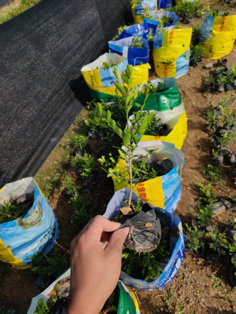 【七里香】各种规格福建漳州基地直发欢迎合作洽谈