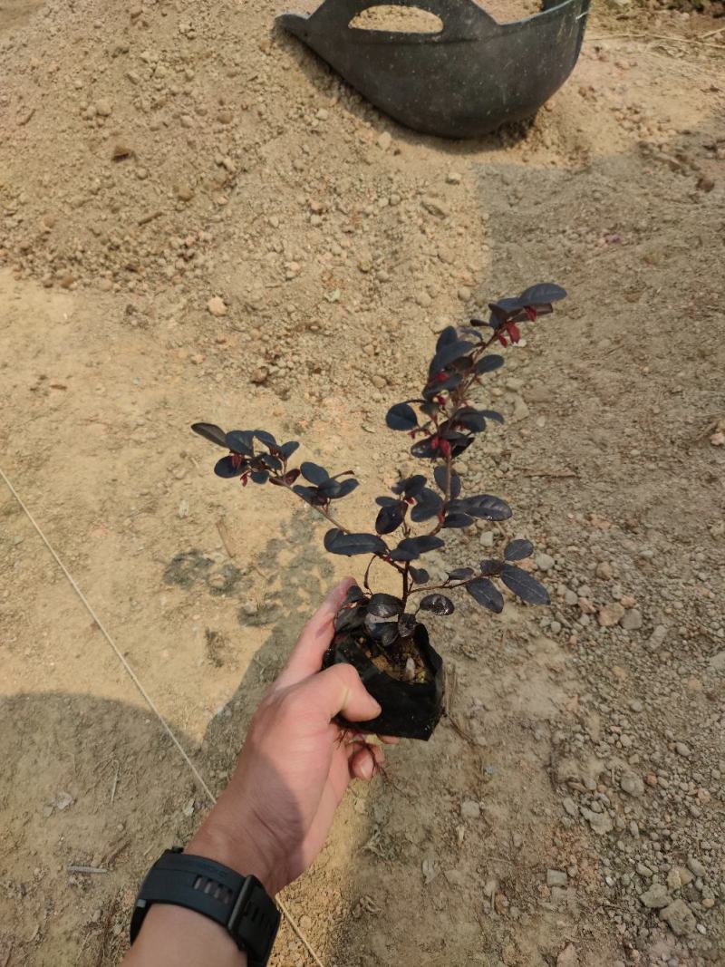 红花檵木红继木、红梽木