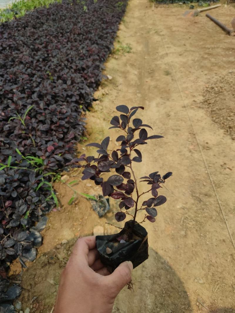 红花檵木红继木、红梽木