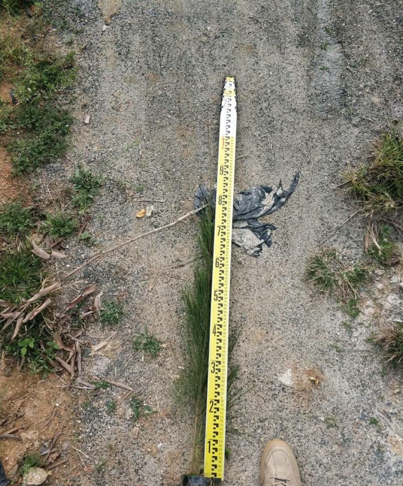 【木麻黄】各种规格福建漳州基地直发欢迎合作洽谈