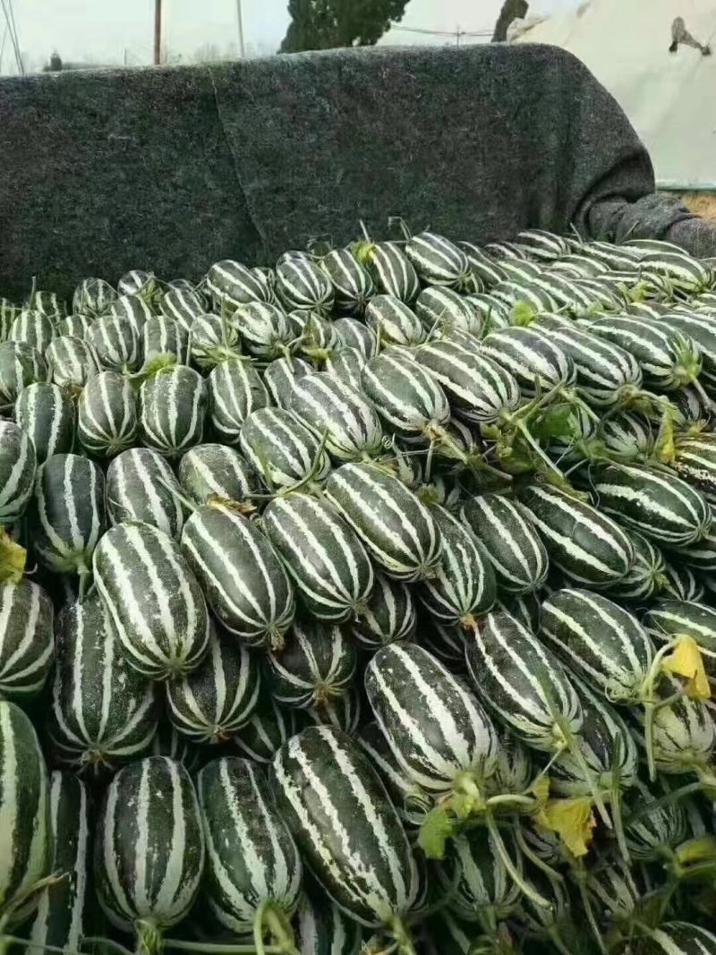 博洋甜瓜精品博洋9号博洋6现货供电商商超批发市场