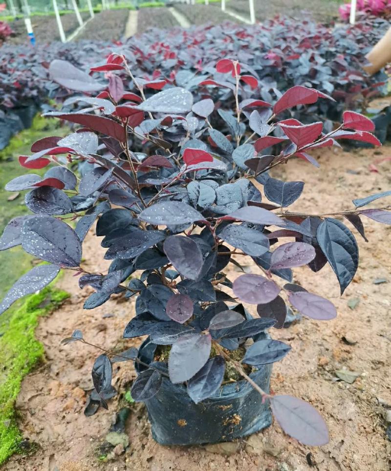 红花檵木红继木、红梽木