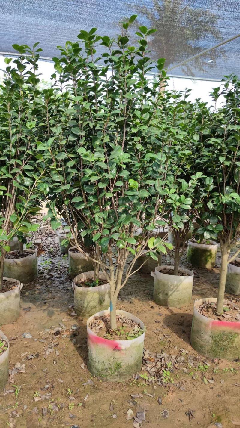 【茶花】各种规格福建漳州基地直发欢迎合作洽谈
