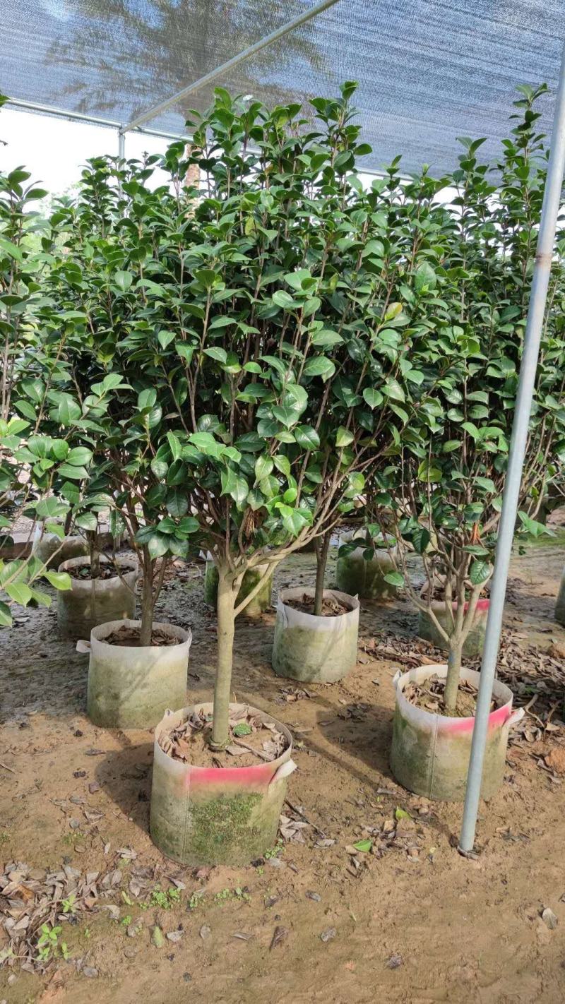 【茶花】各种规格福建漳州基地直发欢迎合作洽谈