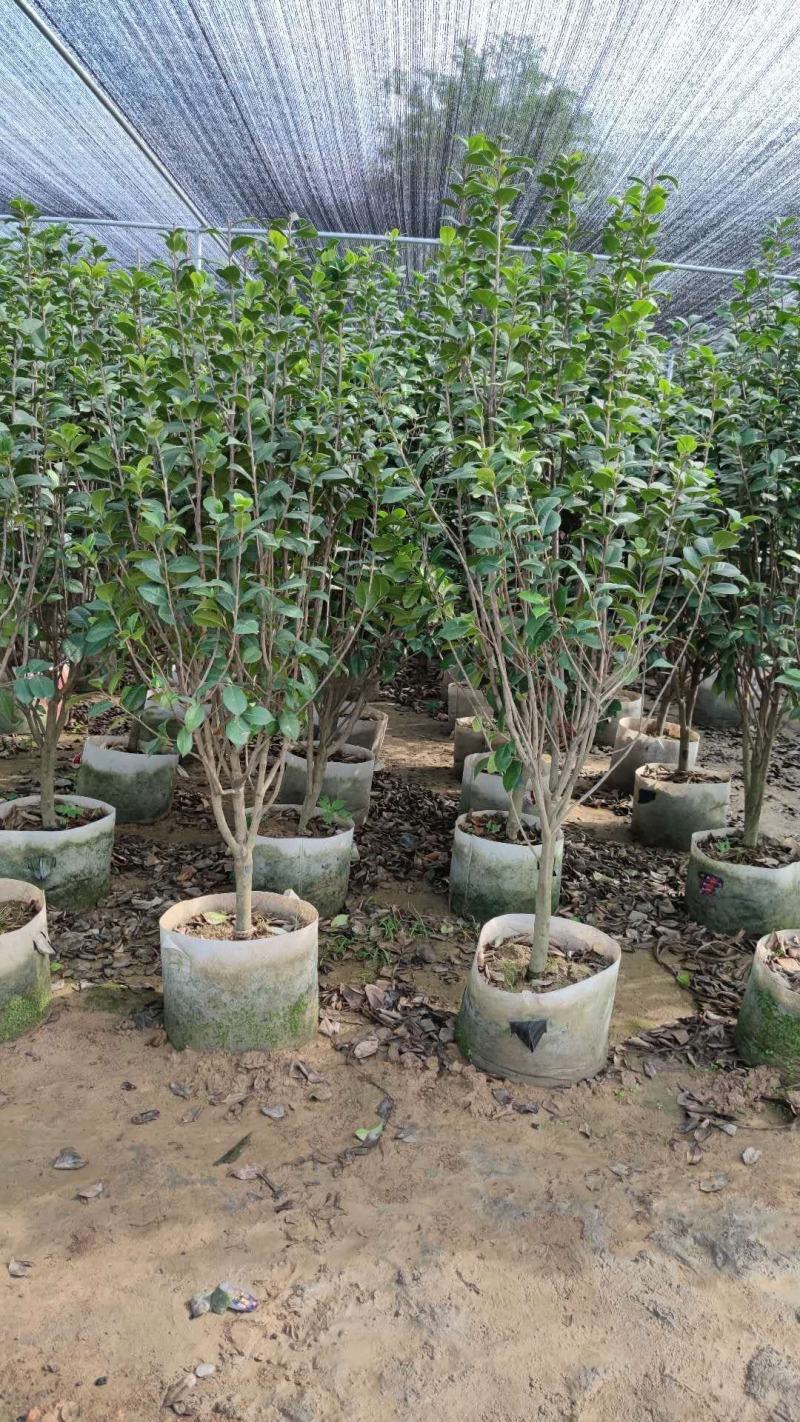 【茶花】各种规格福建漳州基地直发欢迎合作洽谈