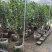 【茶花】各种规格福建漳州基地直发欢迎合作洽谈