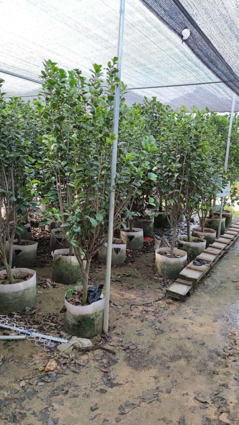 【茶花】各种规格福建漳州基地直发欢迎合作洽谈