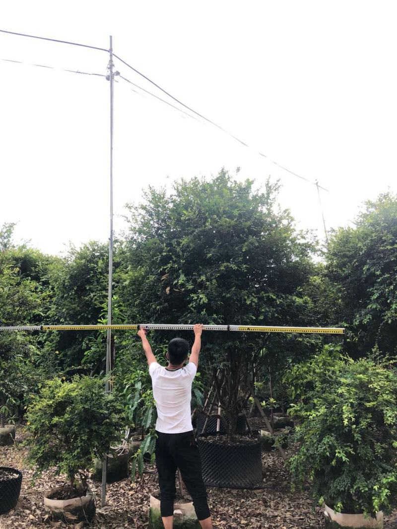 树葡萄、(珍宝果)、(小硕果)、(嘉宝果)