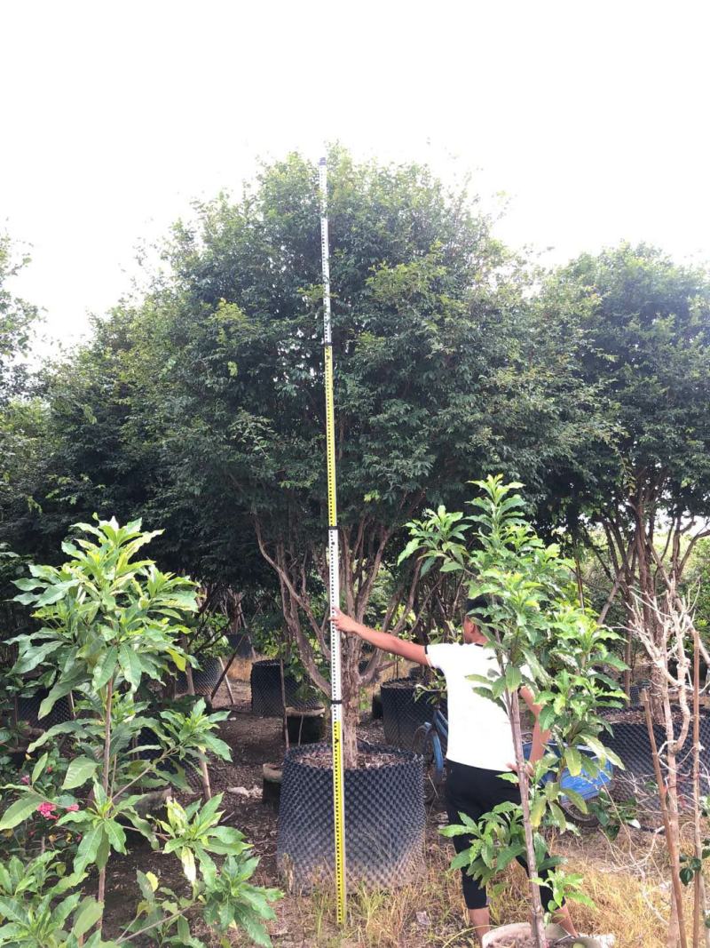 树葡萄、(珍宝果)、(小硕果)、(嘉宝果)