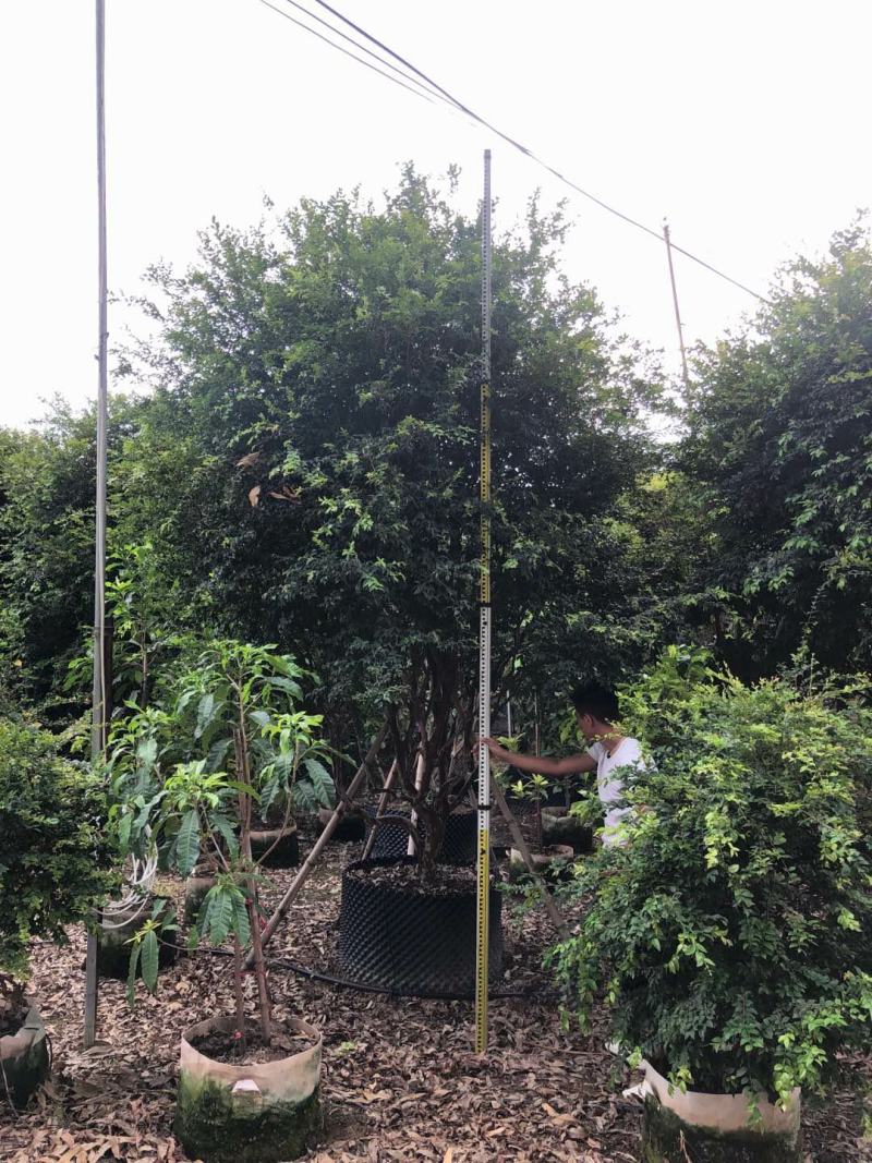 树葡萄、(珍宝果)、(小硕果)、(嘉宝果)