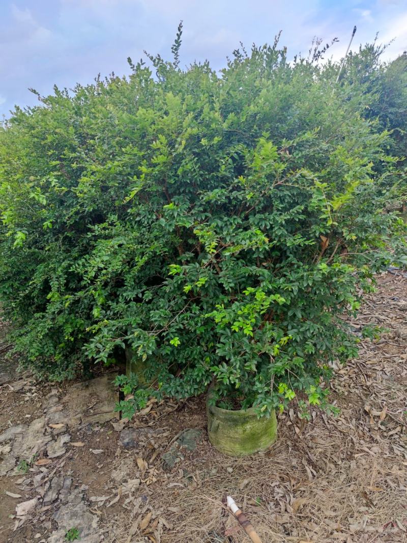 树葡萄、(珍宝果)、(小硕果)、(嘉宝果)