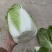 大棚精品白菜，3--4斤，货源充足！