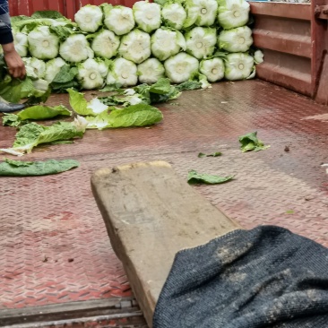 大棚精品白菜，3--4斤，货源充足！