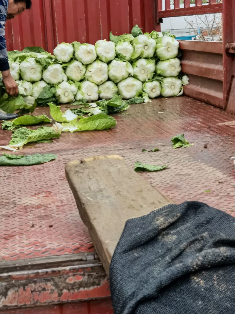 大棚精品白菜，3--4斤，货源充足！