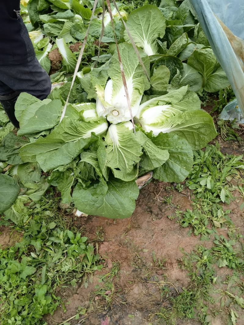 大棚精品白菜，3--4斤，货源充足！