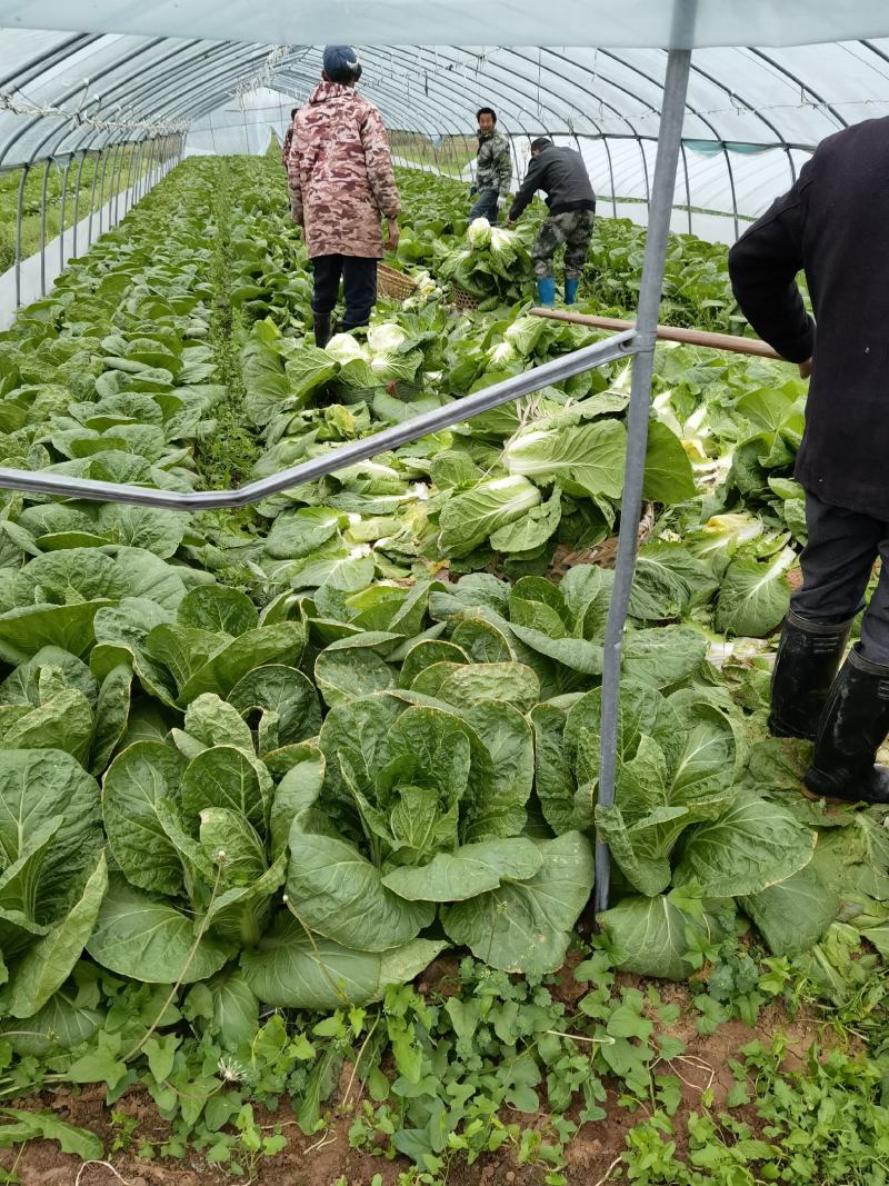 大棚精品白菜，3--4斤，货源充足！