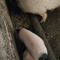 正宗原种巴马香猪出售