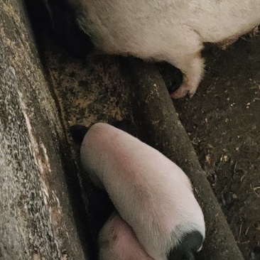 正宗原种巴马香猪出售