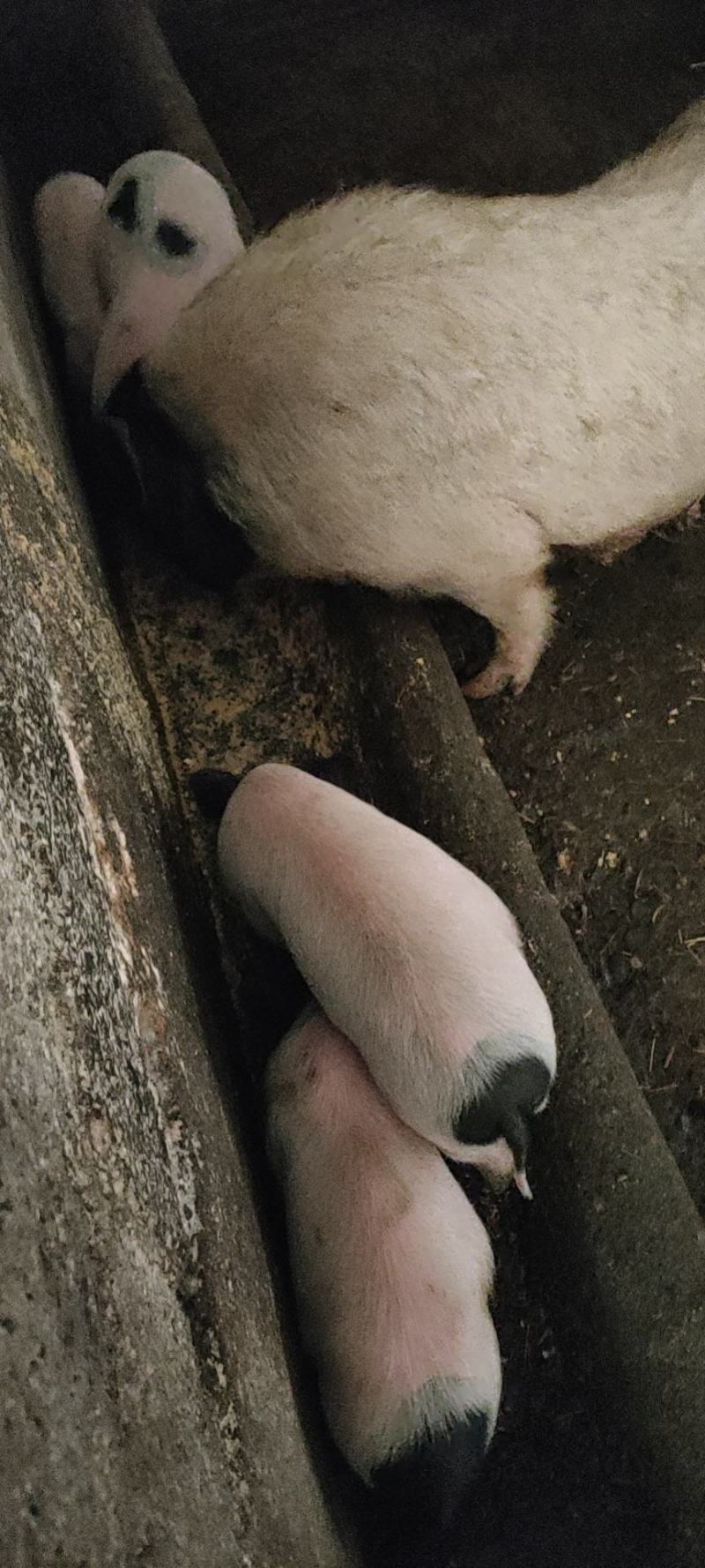正宗原种巴马香猪出售