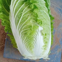 `河南安阳什锦大白菜黄心大白菜质量好价格合理