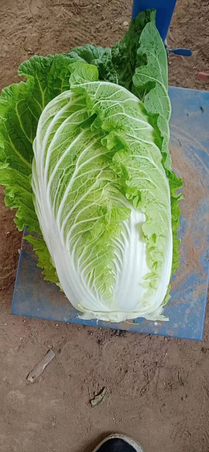 `河南安阳什锦大白菜黄心大白菜质量好价格合理