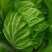 `河南安阳什锦大白菜黄心大白菜质量好价格合理