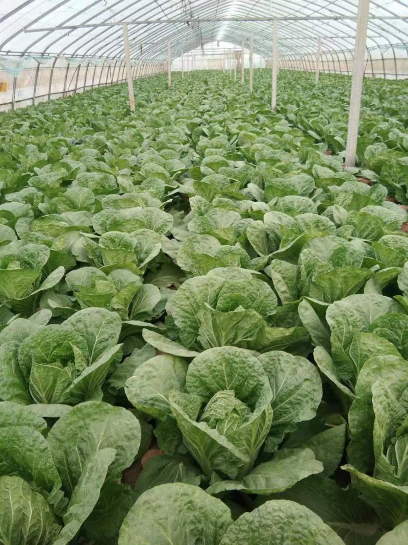 `河南安阳什锦大白菜黄心大白菜质量好价格合理