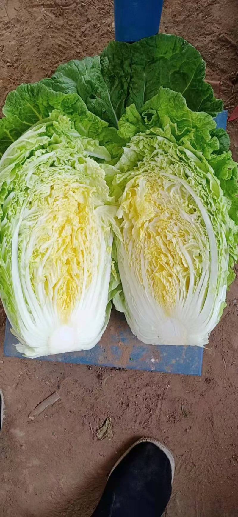 `河南安阳什锦大白菜黄心大白菜质量好价格合理