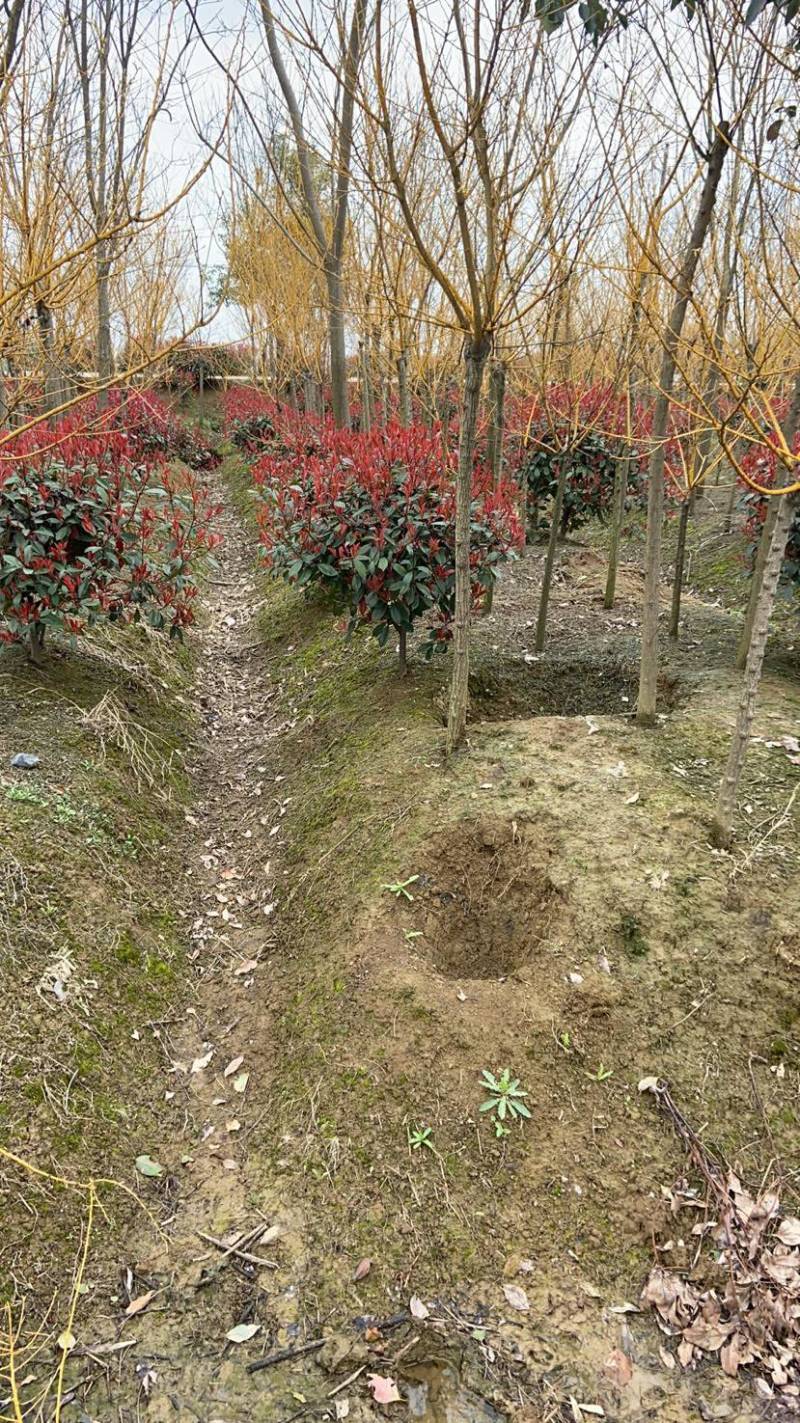 红叶石楠球价格，红叶石楠实球优惠批发，可视频看货