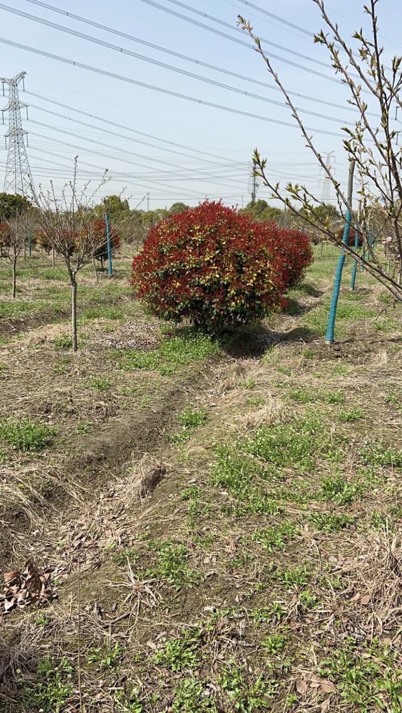 红叶石楠球价格，红叶石楠实球优惠批发，可视频看货