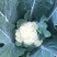 宁德花椰菜10天左右上市