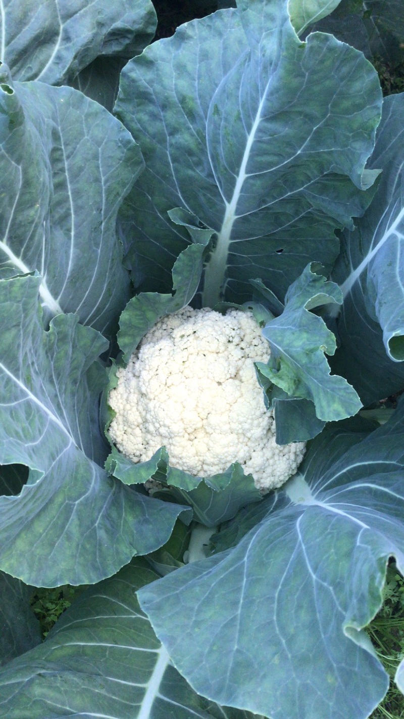宁德花椰菜10天左右上市