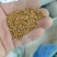 秋天播种耐寒三色堇花种子食用小角堇冬天四季开花盆栽花籽室