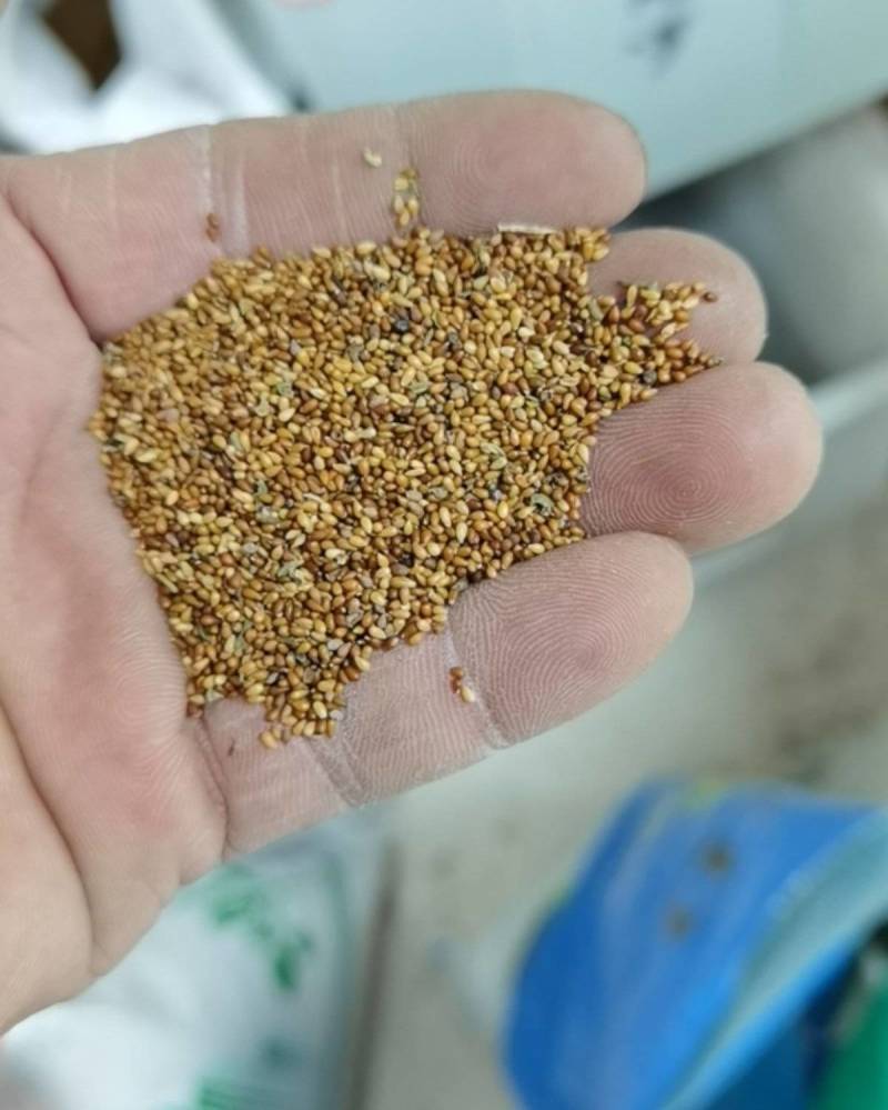 秋天播种耐寒三色堇花种子食用小角堇冬天四季开花盆栽花籽室