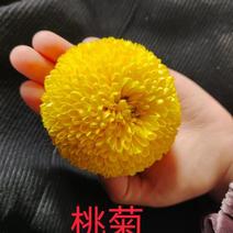 贡菊苗陶菊苗婺源皇菊苗七月菊苗金丝皇菊苗老根苗插迁苗现货