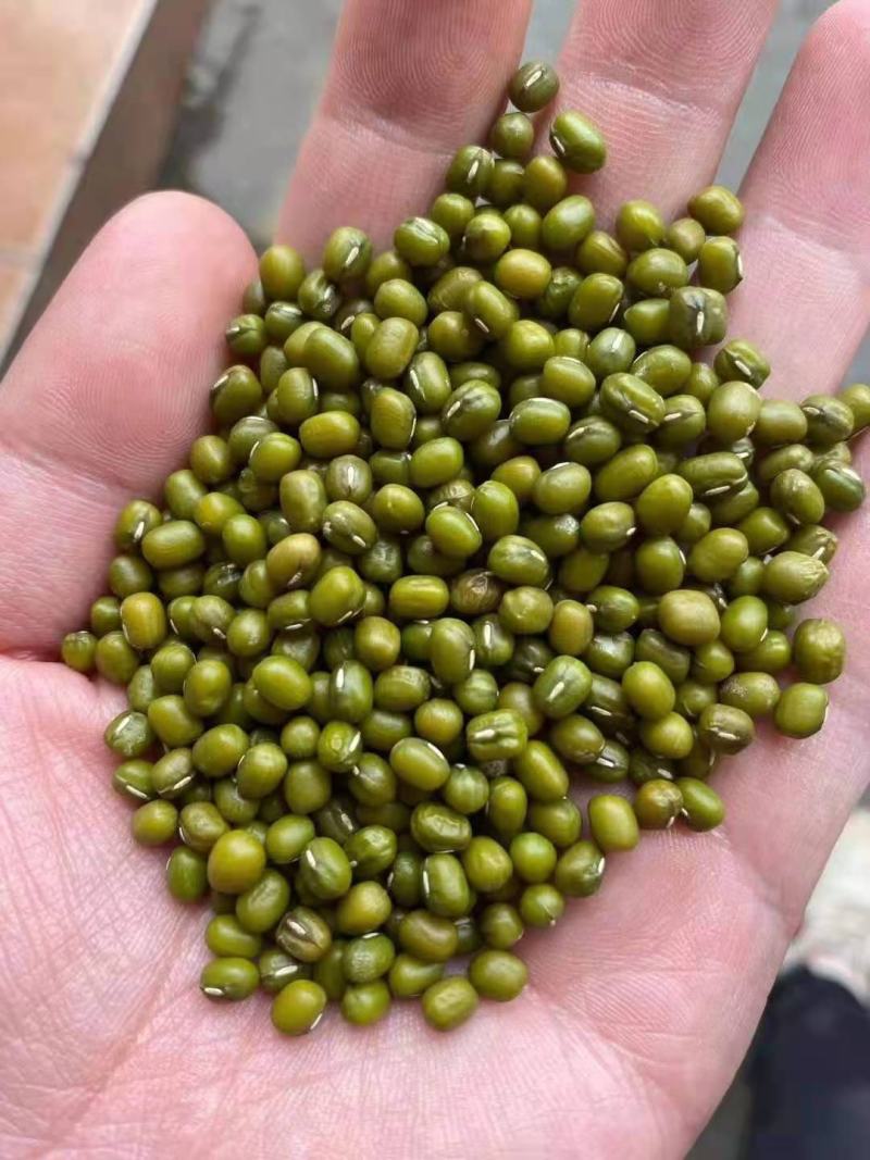 绿豆油绿豆缅甸绿豆质优颗粒均匀饱满一手货源一件代发