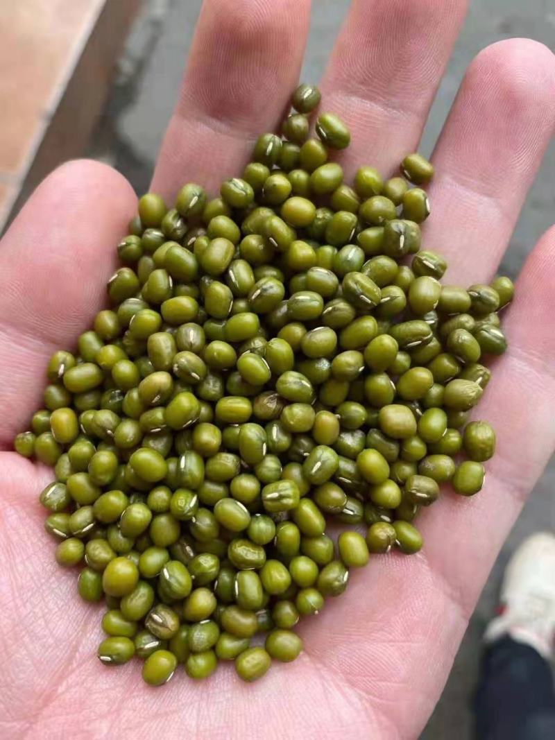 绿豆油绿豆缅甸绿豆质优颗粒均匀饱满一手货源一件代发