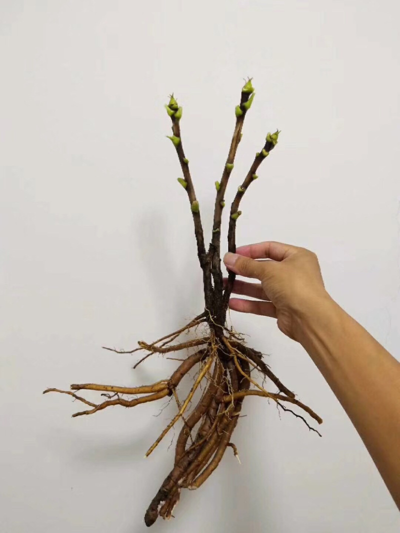 观赏牡丹，观赏牡丹二年嫁接苗，保证品种